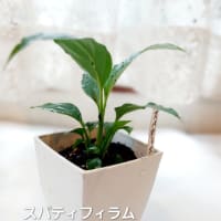 ダイソーの観葉植物　スパティフィラムを育てる