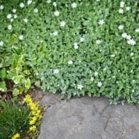 可愛いシコタンハコベの花