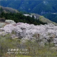 盛春桜山