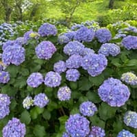 紫陽花（日本平）