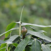 ミツユビカワセミ・ヒロハシなど～GWタイの野鳥