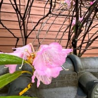 シャクナゲの花