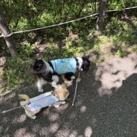 Amebaブログへ引っ越すことにしました