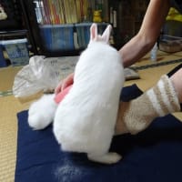 抜け毛の頃のしろんの月命日🌟