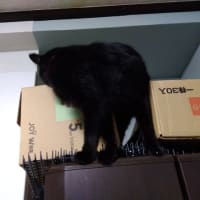 カギしっぽとの攻防