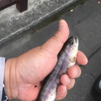 祝！！道東・道北ヤマメ釣り解禁！！