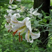 森林公園でアジサイとヤマユリが