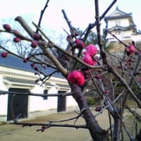 2月のお城の掃除に17名の参加。