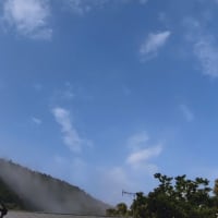 ひっくりかえるセミとカエル