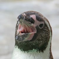 ペンギンのお口