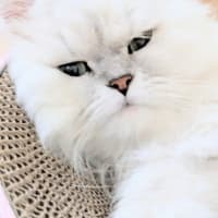 今日の3にゃん 13