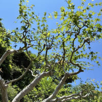 庭の植木剪定が続きます。