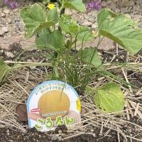 家庭菜園　きゅうりの初収穫