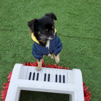 クリスマス2019❗れもん🐶えいと🐶