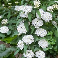 コデマリの花