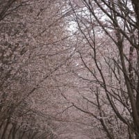 岩木山麓のネックレスロードのオオヤマザクラ