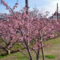 遊水桜の開花状況（2024/2/16）
