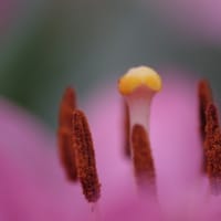 品川勝島運河