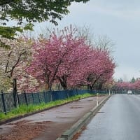 2025青森の旅その4（出身校と酸ヶ湯温泉）