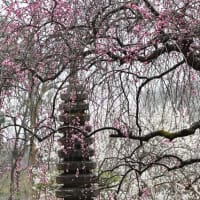 ３月２０日の梅