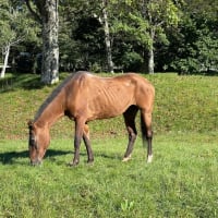 天高く馬肥ゆる秋
