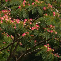 　合歓の木の花　　　　　　　　　　　　　　　　　　　　　　