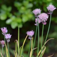 鉢植えの「シロウマアサズキ」