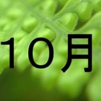 篠窪（しのくぼ）近辺の「華道の向日葵」と「自然の向日葵」を楽しむ　(2024/06/07）
