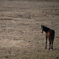 「被災地の馬の現実」
