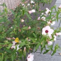 朝の散歩みち