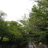 2024石神井川の桜12