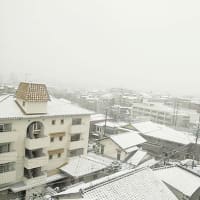 名古屋で初めての雪