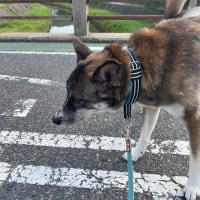 久々、サクラちゃん登場