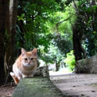 沖縄の猫たち　2024年2月　その23