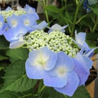 植物園のアジサイ展と園芸店のアジサイ