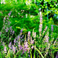 水辺の花々とトンボ（板橋区立赤塚植物園 2025.7.5 撮影）