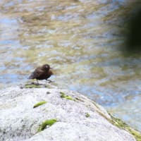 カワガラス　香嵐渓