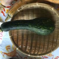 万次郎かぼちゃの親？