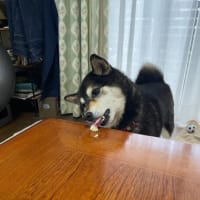 じゃがいもの収穫