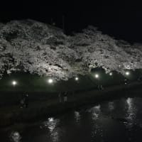夜桜･･･