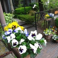 牡丹の花開く