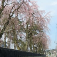 3日前の角館の桜