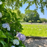 花しょうぶまつり〜　横須賀しょうぶ園　2025