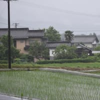 梅雨   2