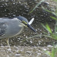 ササゴイ　魚をゲット