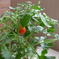 夏野菜