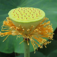 家原寺の蓮の花