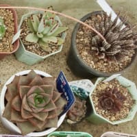夏の多肉植物の置き場