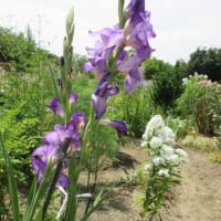 濁川公園の花