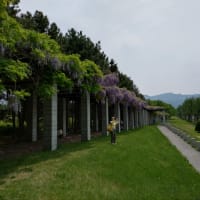 黒百合のある公園